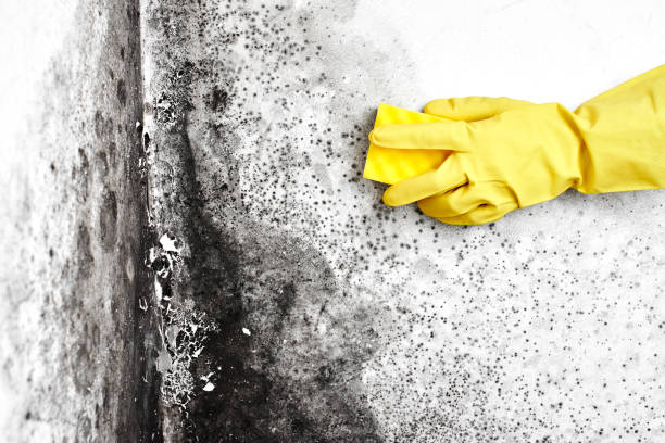 Best Emergency Mold Removal  in Sardinia, OH