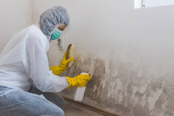 Attic Mold Removal in Sardinia, OH