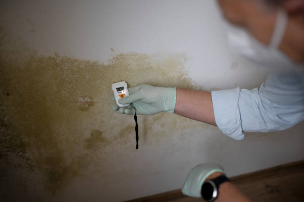 Best Black Mold Removal  in Sardinia, OH