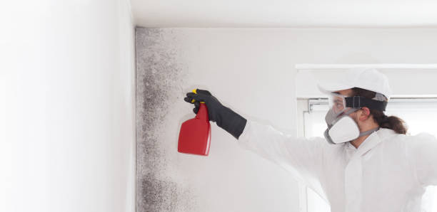 Best Commercial Mold Removal  in Sardinia, OH