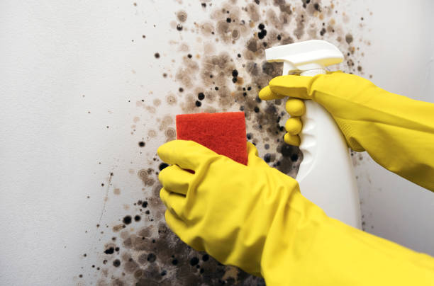 Best Mold Damage Repair  in Sardinia, OH