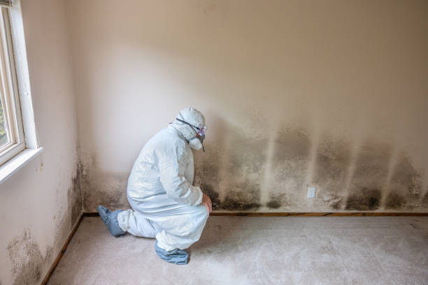 Best Professional Mold Removal  in Sardinia, OH