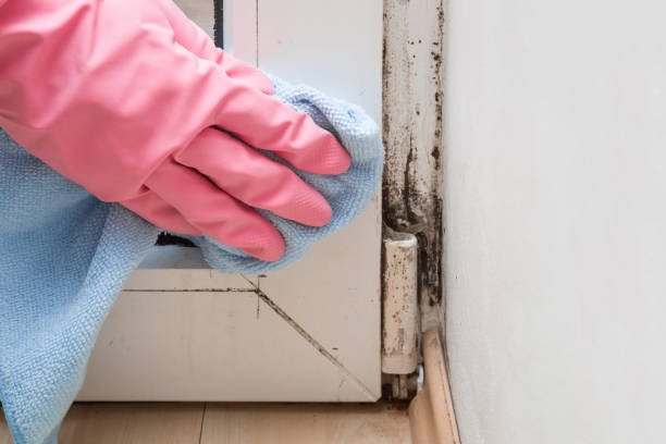 Best Home Mold Removal  in Sardinia, OH