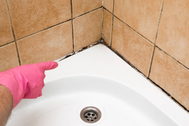 Best Affordable Mold Removal  in Sardinia, OH